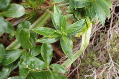 Pimelea longifolia