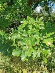 Quercus robur