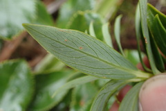 Pimelea longifolia