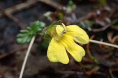 Euphrasia cockayneana