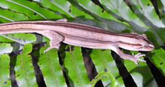 Toropuku inexpectatus