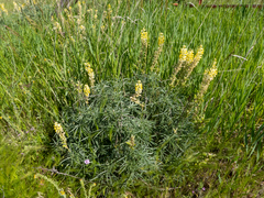 Lupinus sulphureus