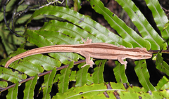 Toropuku inexpectatus