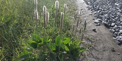 Plantago maxima