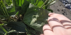 Plantago maxima