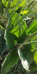 Plantago maxima