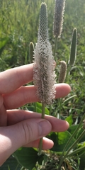 Plantago maxima