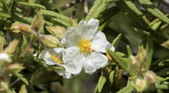 Cistus monspeliensis image