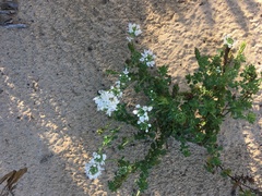 Phyllopodium bracteatum