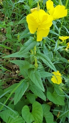 Mompha argentimaculella