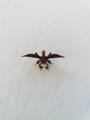 Apatelodes torrefacta