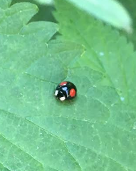 Harmonia axyridis