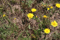 Glebionis coronaria