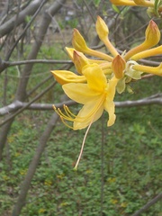 Rhododendron austrinum