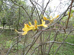 Rhododendron austrinum