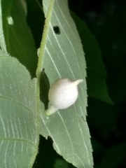 Phylloxera caryaegummosa