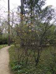 Rhododendron austrinum