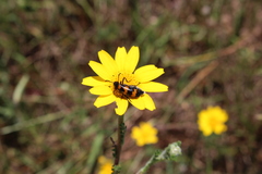 Glebionis coronaria