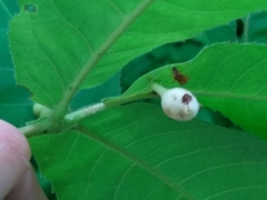 Phylloxera caryaegummosa