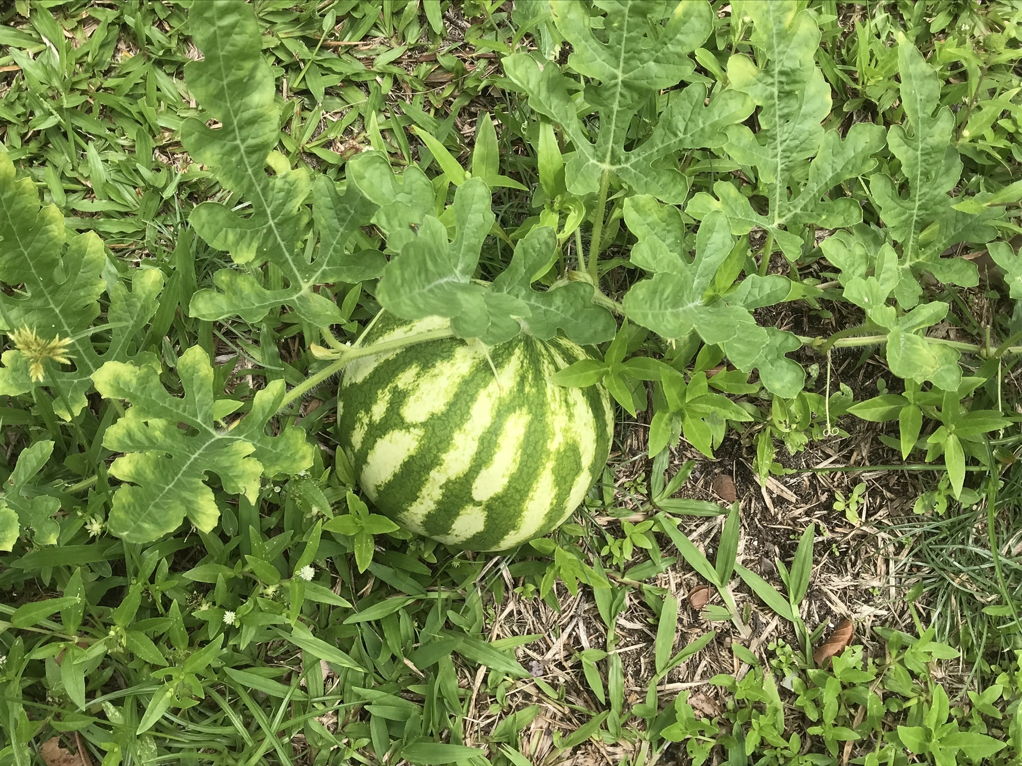 Citrullus lanatus