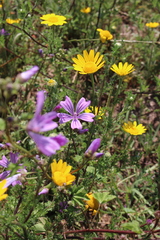 Glebionis coronaria