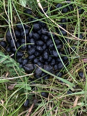 Muntiacus reevesi