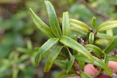 Coprosma colensoi