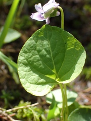 Viola epipsila