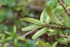 Coprosma colensoi