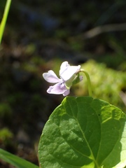 Viola epipsila