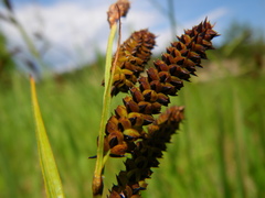 Carex aperta