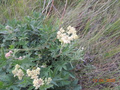 Filipendula stepposa