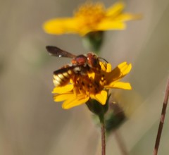 Trachusa cordaticeps
