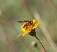 Trachusa cordaticeps