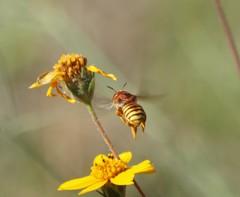 Trachusa cordaticeps