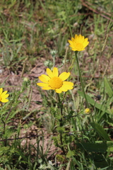 Glebionis coronaria