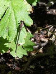 Argia tibialis