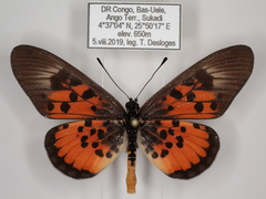 Acraea abdera abdera
