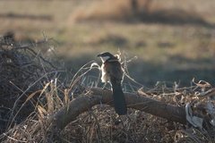 Centropus senegalensis