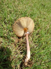 Chlorophyllum molybdites image