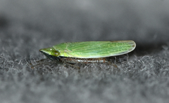 Draeculacephala bradleyi