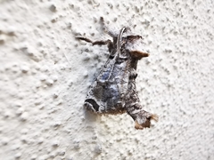 Inguromorpha arcifera