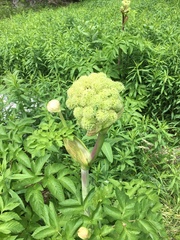 Angelica archangelica