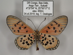 Acraea buettneri