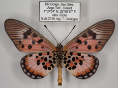 Acraea abdera abdera