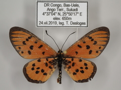 Acraea buettneri