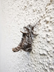 Inguromorpha arcifera