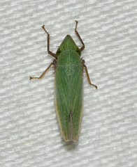Draeculacephala bradleyi