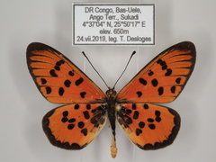 Acraea buettneri
