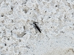 Stichopogon abdominalis